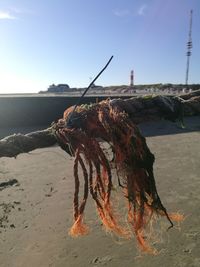 Close-up of drying on beach against sky