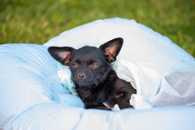 Portrait of dog relaxing on field