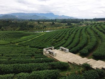 Scenic view of agricultural field against sky