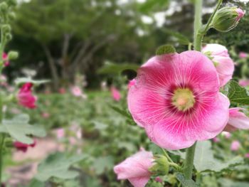 Close-up of pink flower blooming outdoors