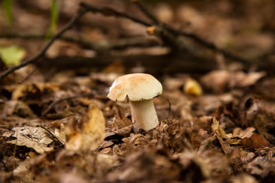 Close-up of mushroom growing on field