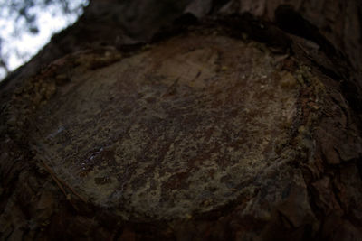 Close-up of tree trunk