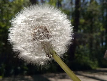 Close-up of dandelion against blurred background