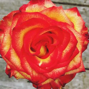 Close-up of red rose