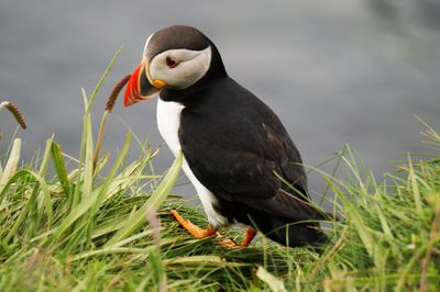 Close-up of penguin in grass