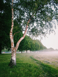 Trees on landscape against sky