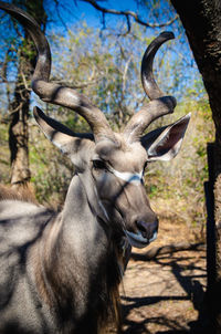 Close-up of deer in forest