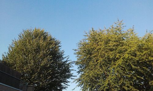 Low angle view of trees against clear blue sky