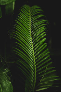 Close-up of fern leaves