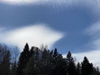 Low angle view of trees against sky