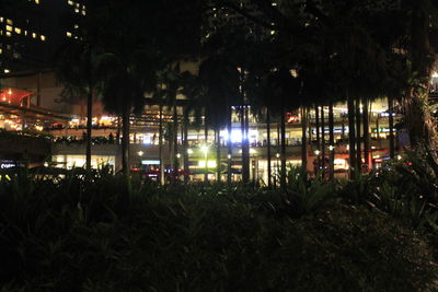 View of trees at night