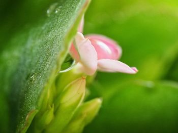 Close-up of pink flower bud