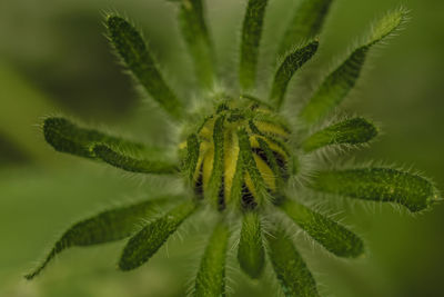 High angle view of plant
