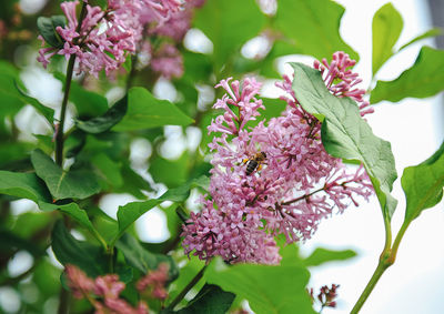 Close-up of pink flowering plant