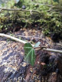 Close-up of plant