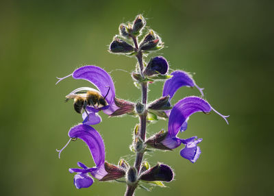 Close-up of bee pollinating on purple flowering plant