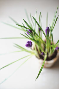 Close-up of purple flower