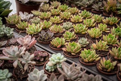 High angle view of succulent plants