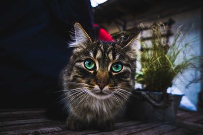 Portrait of cat looking at camera