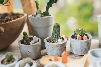 Close-up of succulent plants on table