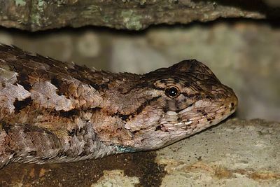 Close-up of lizard on rock