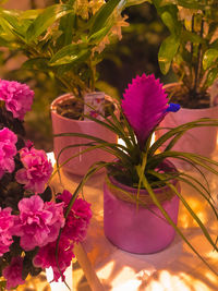 Close-up of pink flowering plant