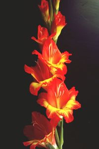 Close-up of hibiscus blooming against black background