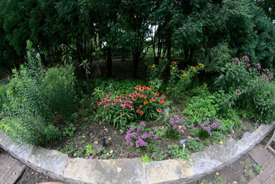 View of flowering plants in garden