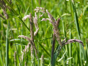 Close-up of crops growing on field