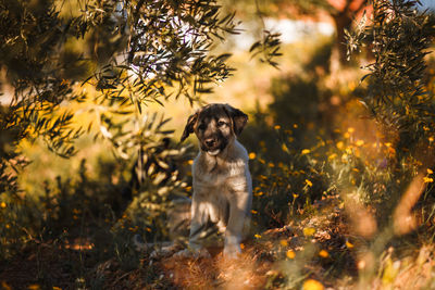 Portrait of dog on field