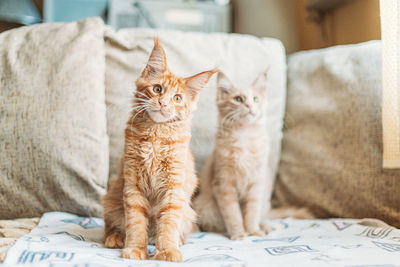 Cat sitting on bed at home