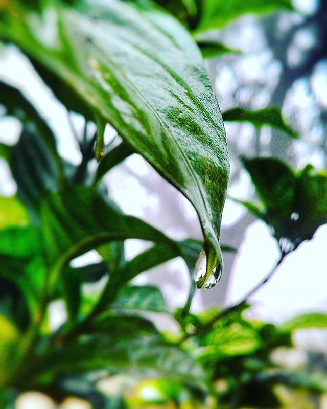 leaf, growth, focus on foreground, close-up, plant, green color, drop, freshness, nature, water, wet, beauty in nature, selective focus, fragility, day, dew, outdoors, growing, stem, branch