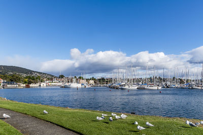 Sailboats moored in sea against blue sky