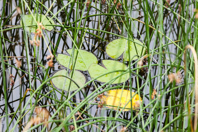 Close-up of plants growing in garden