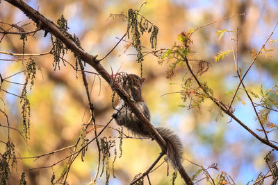 Big cypress fox squirrel sciurus niger avicennia eats berries on a tree in corkscrew sanctuary swamp