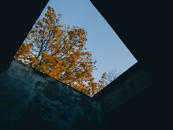 Low angle view of tree against sky