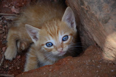 Portrait of ginger cat