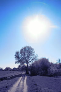 Road amidst trees against sky on sunny day