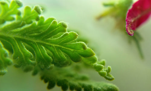 Close-up of green leaf on plant