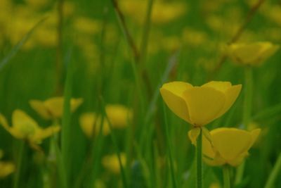 Close-up of yellow flowering plant on field