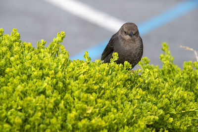 Bird perching on a plant