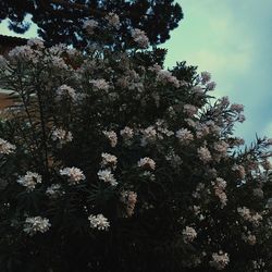 Low angle view of flower tree against sky