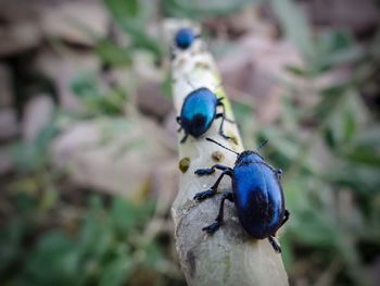 Close-up of insect on plant