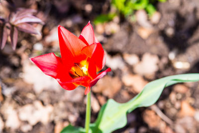Close-up of flower blooming outdoors