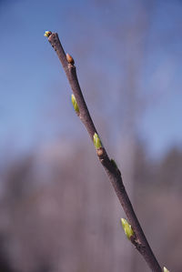 Close-up of twigs