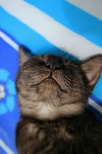 Close-up of a cat sleeping