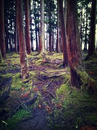 Trees in forest