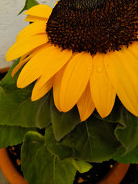 Close-up of yellow sunflower on plant