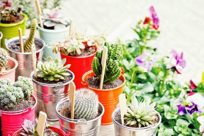 Close-up of potted plants