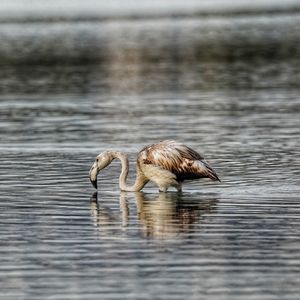 One flamingo standing in water